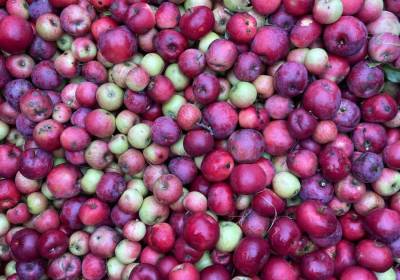 IMG_0638_original_copy_1