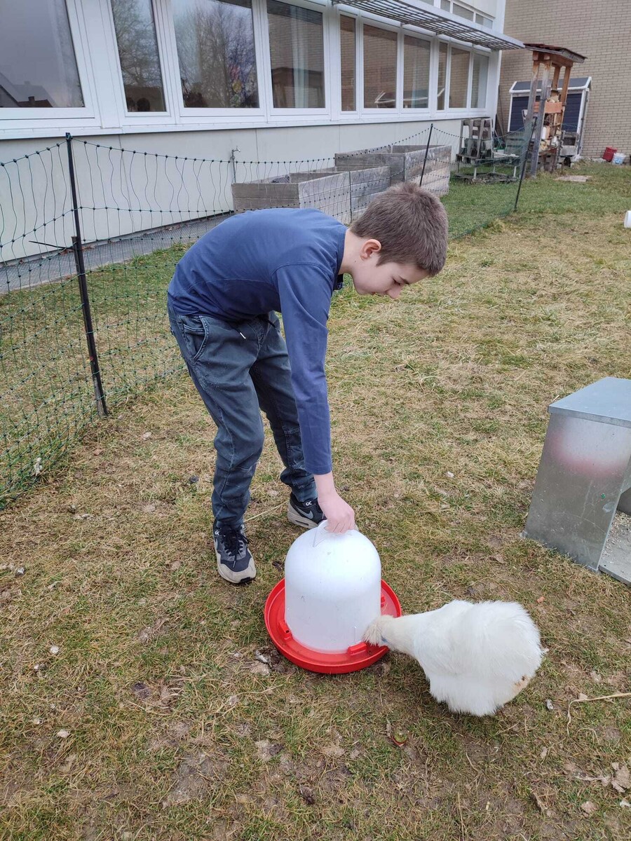 Hühnerbild 3