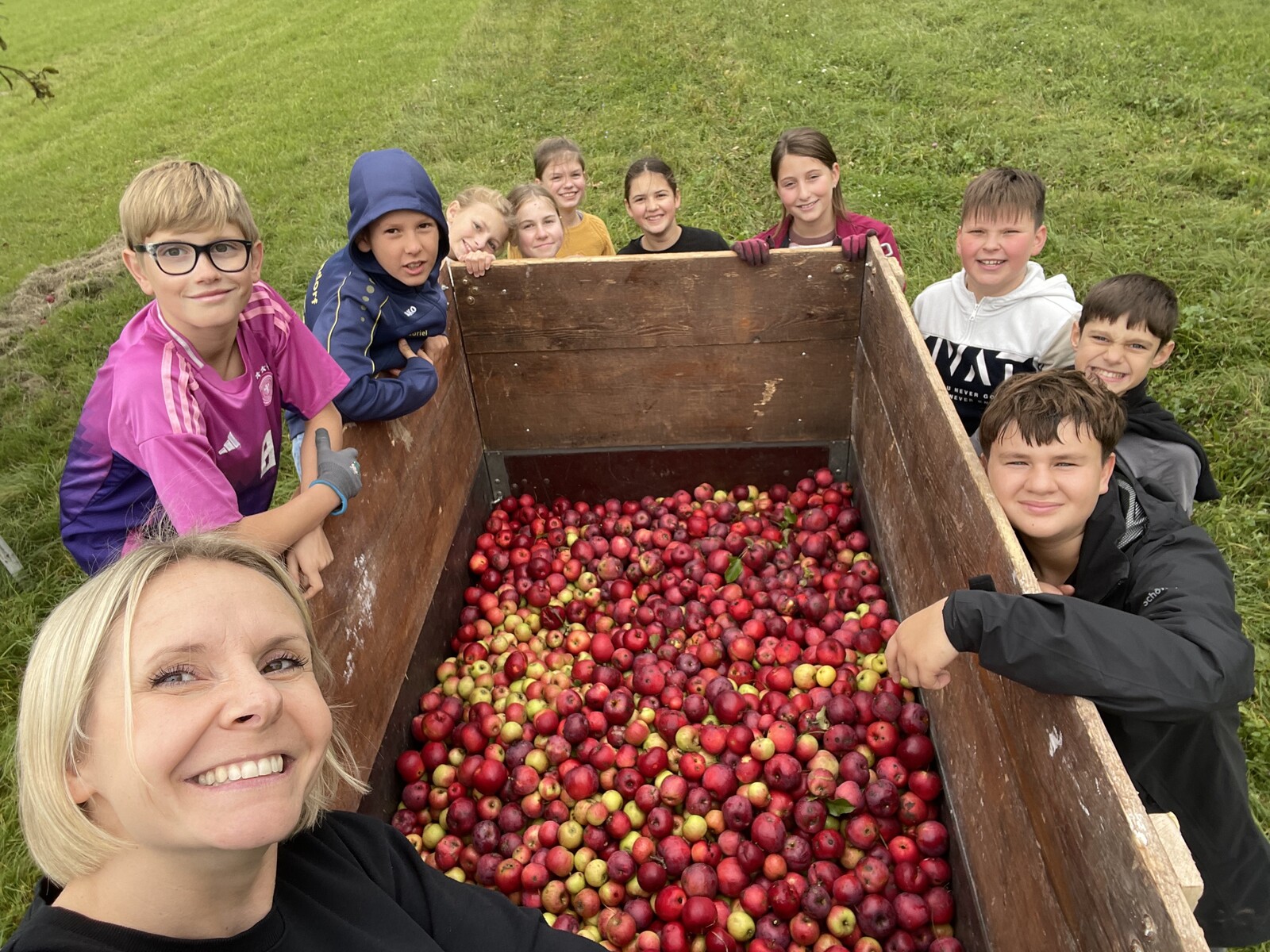 Die Apfelklasse erntet fleißig Äpfel