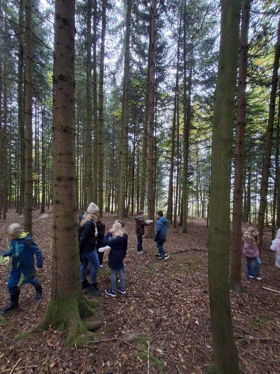 Die dritten Klassen erkunden den Wald