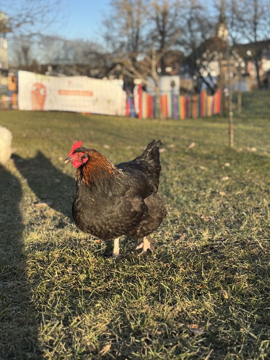 Unsere Schulhühner sind in ihr Sommerquartier umgezogen!