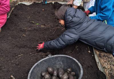 Kartoffelernte_1_original